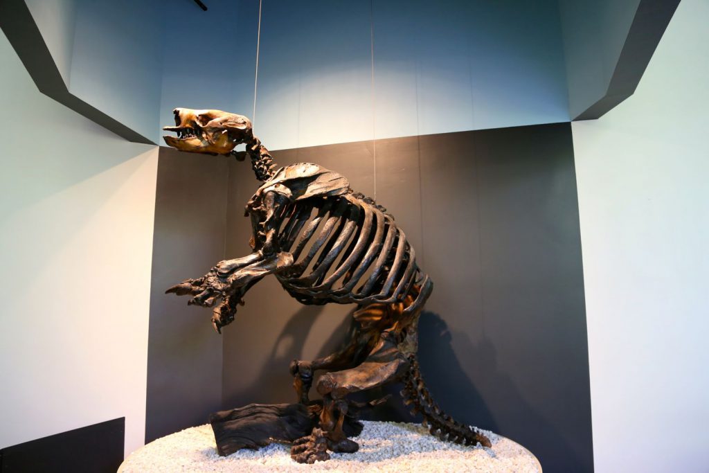 Display of the assembled fossilized bones of the ground sloth.