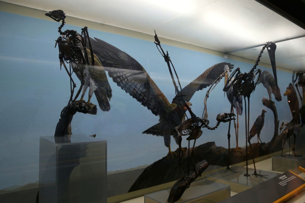 Birds found in the tar pits.