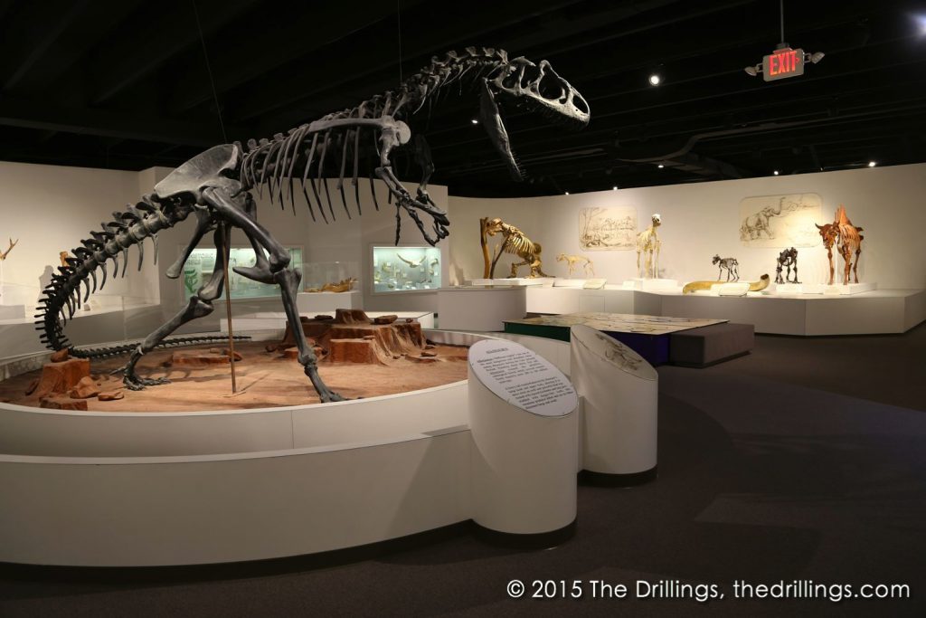 Allosaurus on display